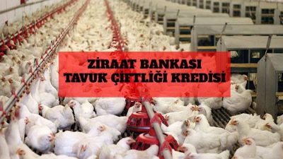 Ziraat Bankası Tavuk Çiftliği Kredisi Devlet Destekleri 
2024
