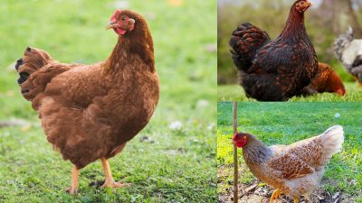 En Çok Yumurta Yapan Tavuk Cinsleri (Yılda 320 Yumurta)