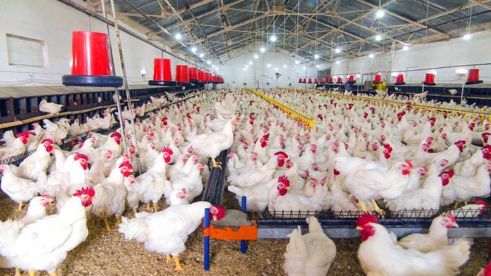 Tavuk Çiftliği Kredisi ve Çiftlik İçin Devlet Desteği (HİBE)