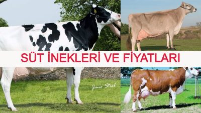 Süt İneği Fiyatları 
2024
 Holstein Montofon Simental Süt İnekleri